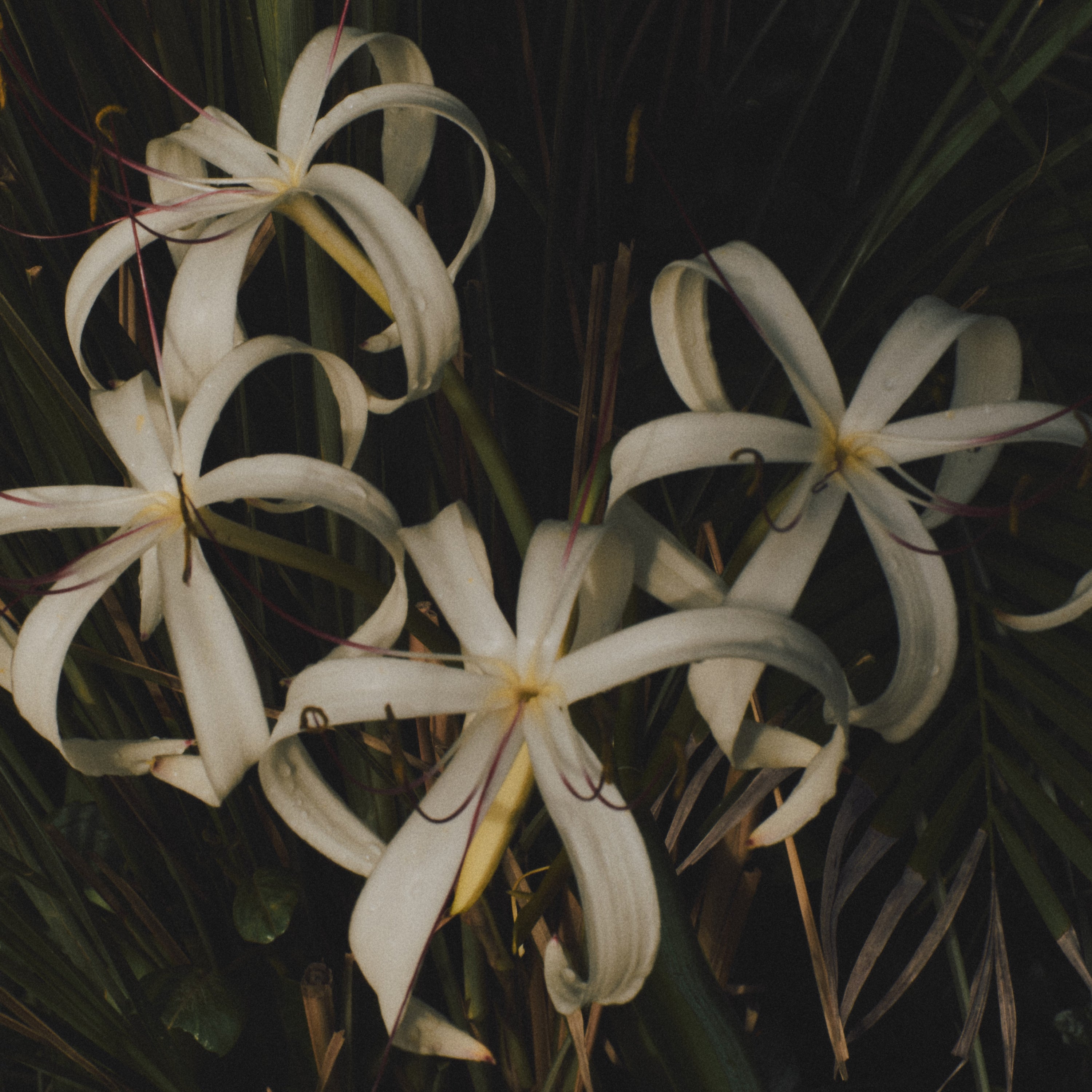 The Desert in Bloom Discovery Set