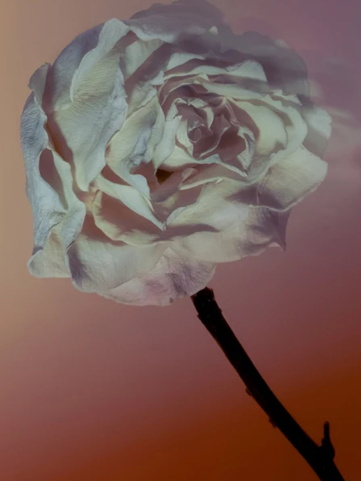 Rock Rose Perfume Oil