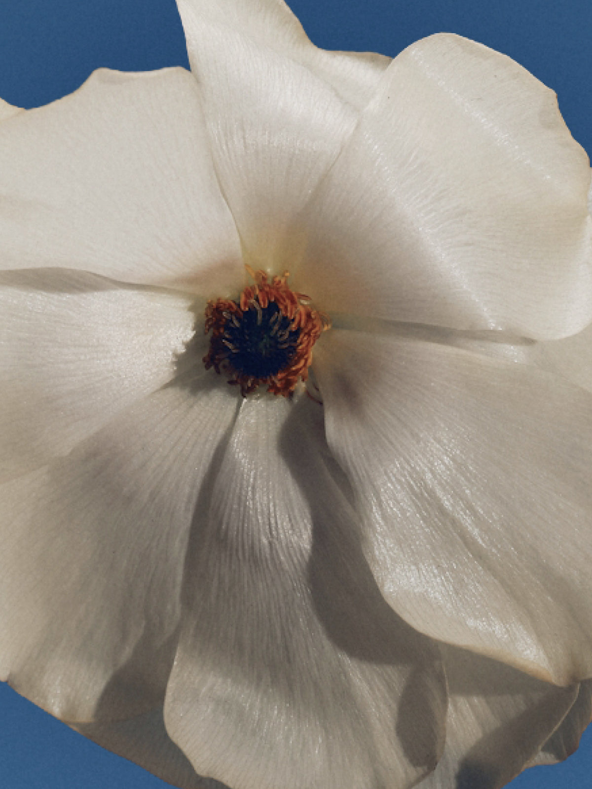 White flower against a blue sky