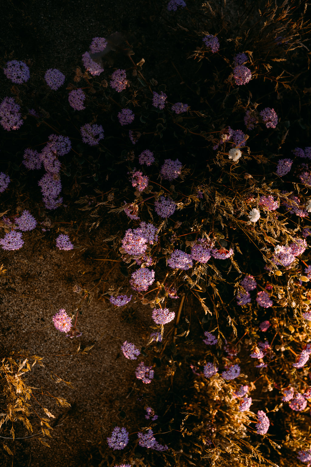 Desert Wildflower Blend
