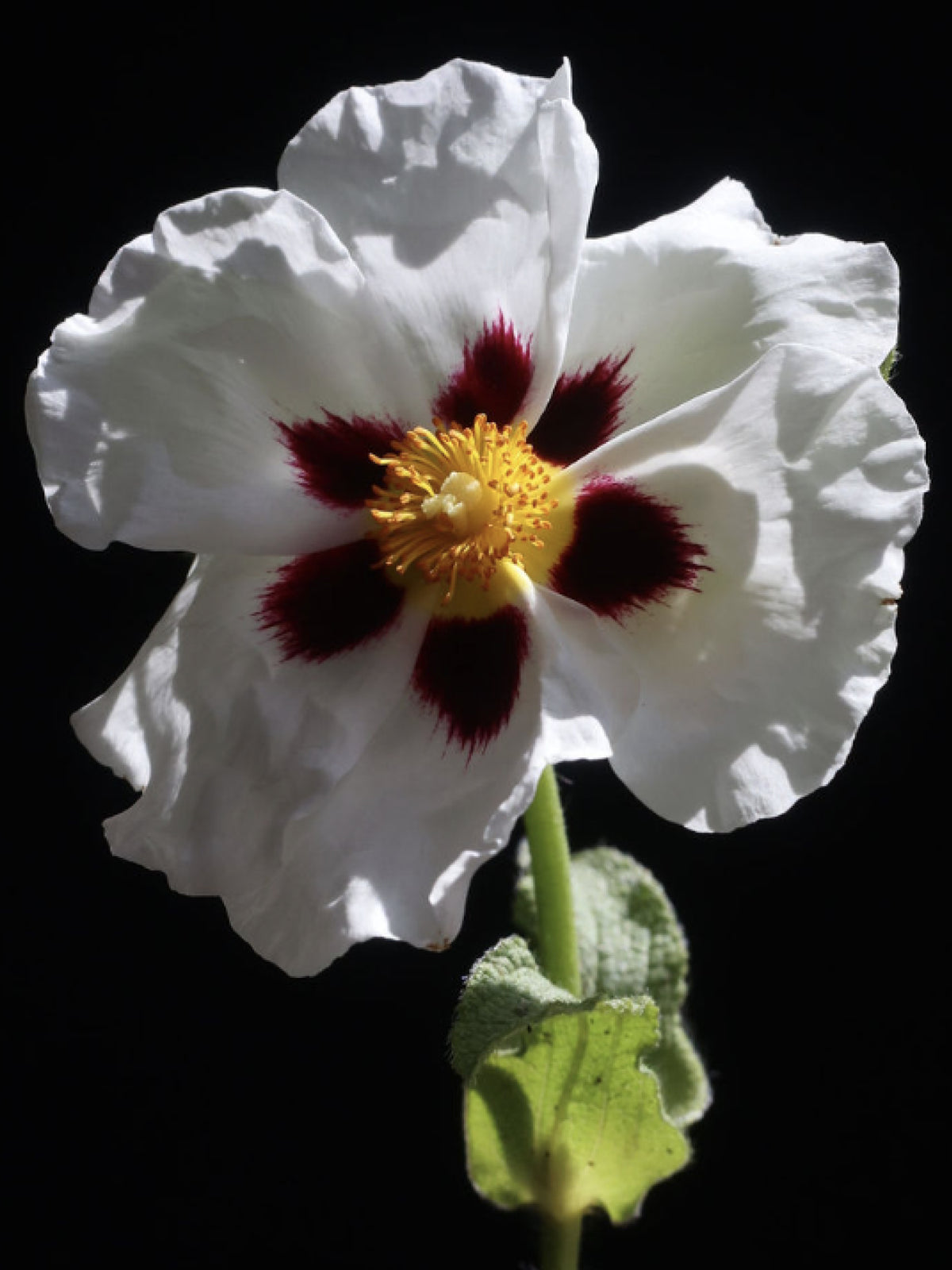 White rock rose flower with a dark red center