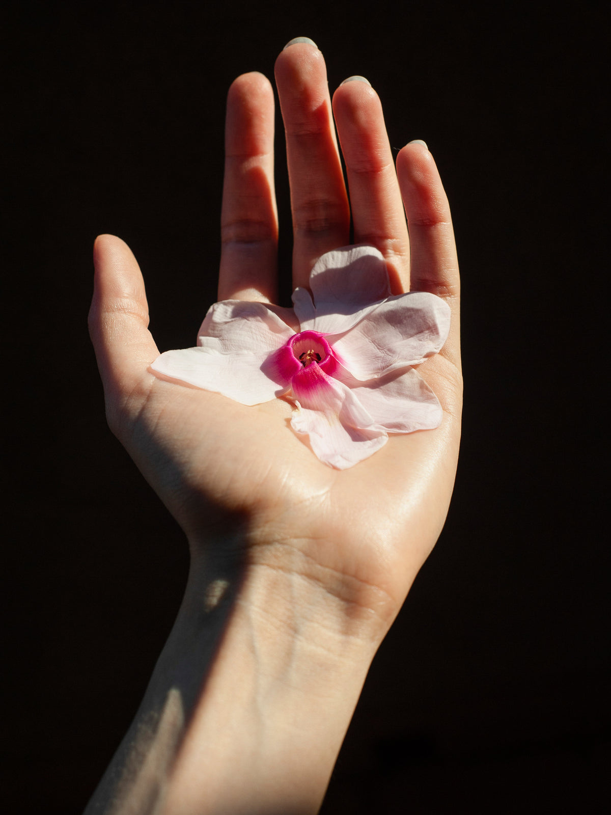 Open hand holding pink berries and petals