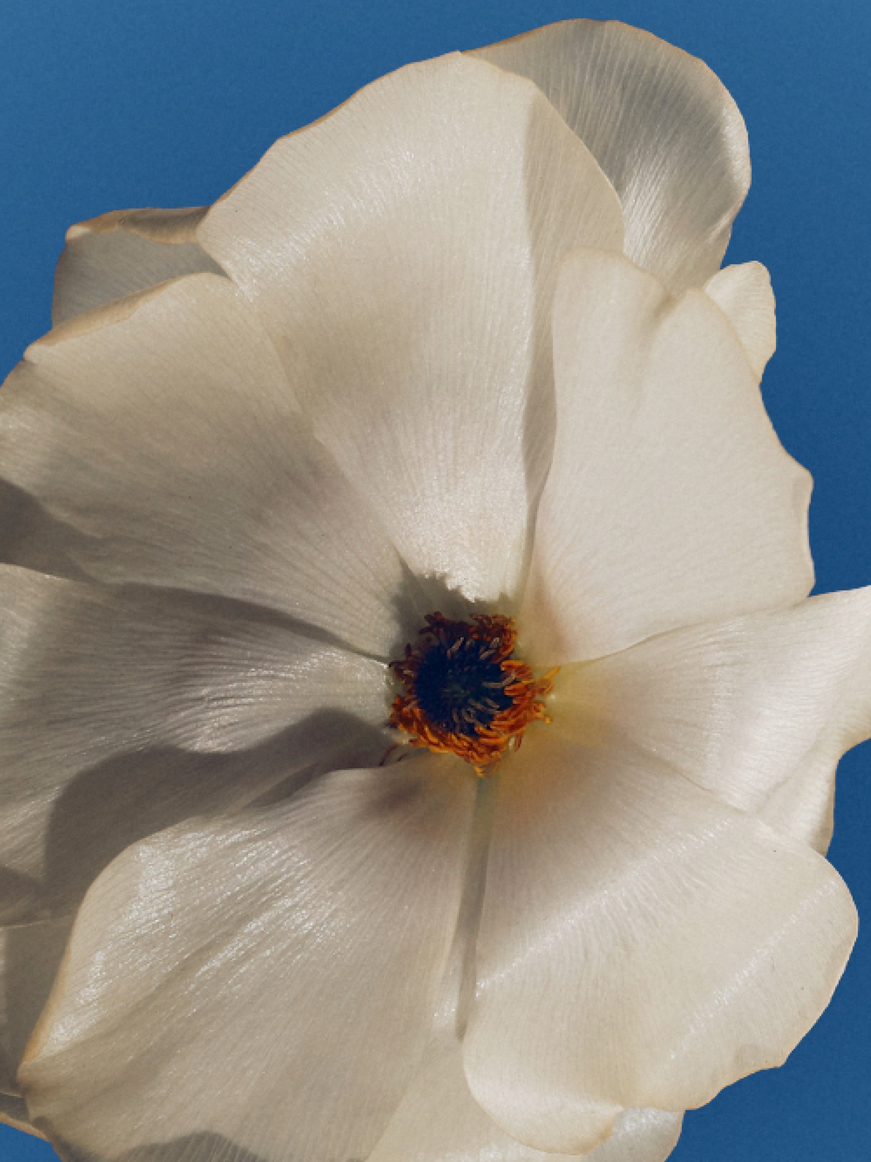 Taos Blue Eau de Parfum