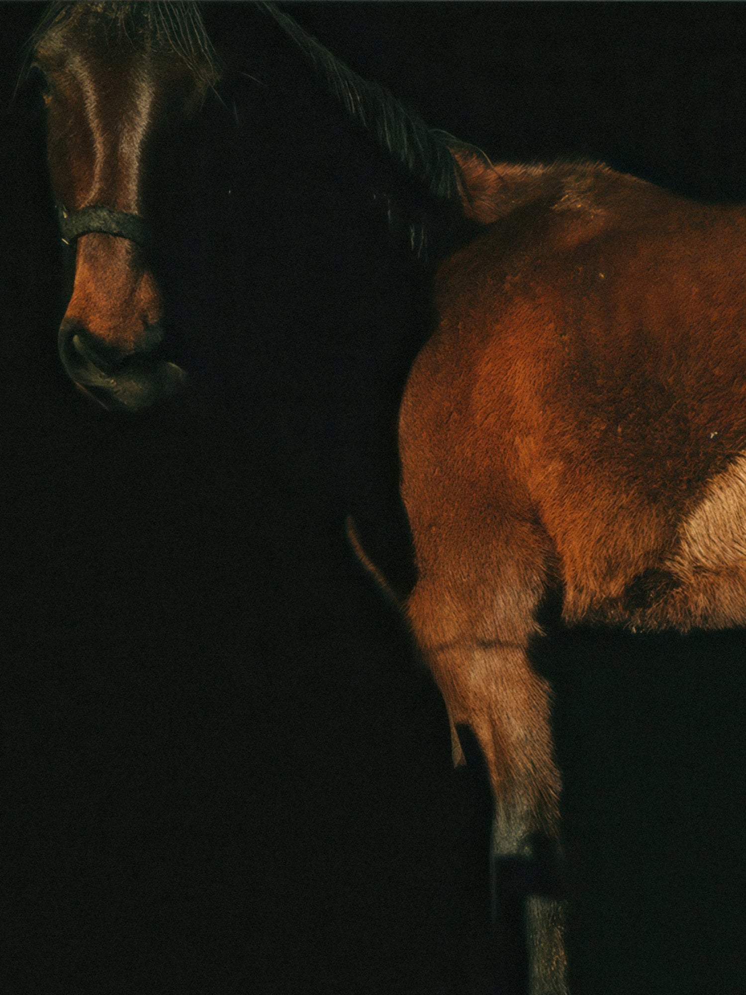 A brown horse standing against a black background