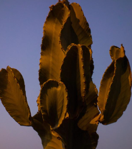 Cactus plant against a dark blue sky