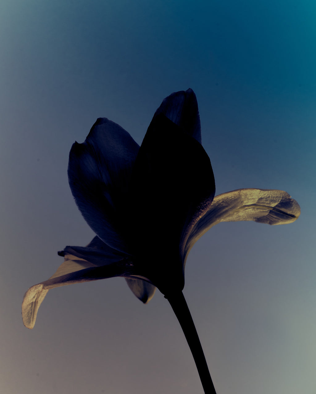 Taos Blue Eau de Parfum 2