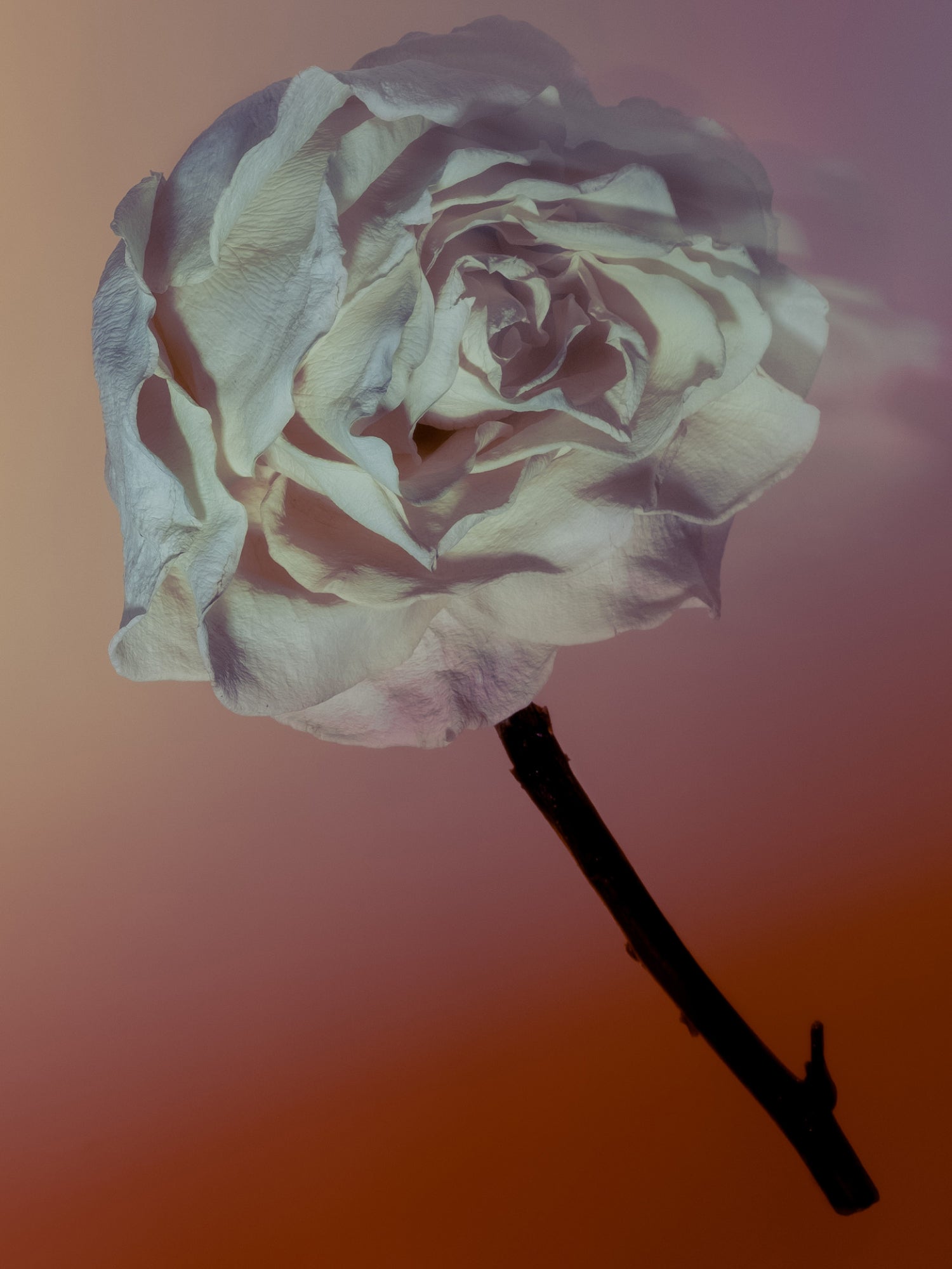 Rock Rose Eau de Parfum