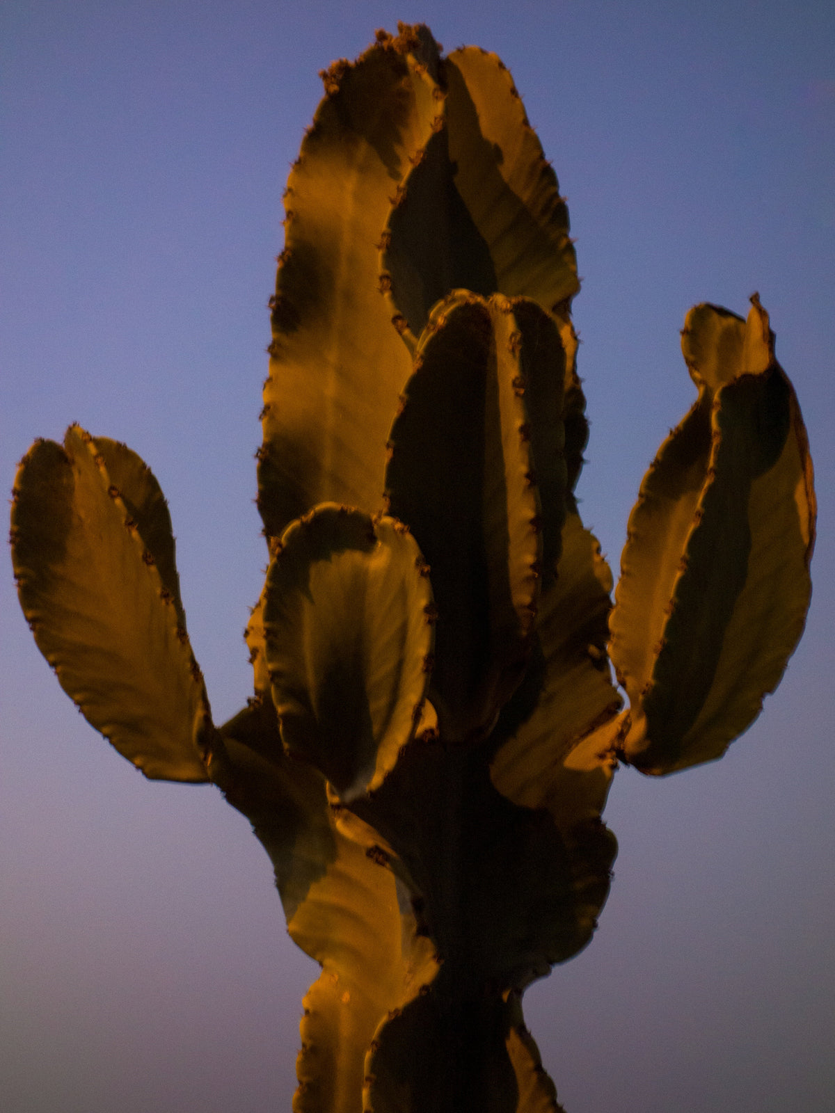 Cactus lit by golden sunlight against a dusk sky