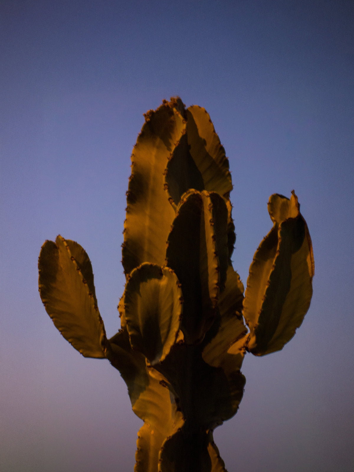 Cactus silhouetted against a desert sky at dusk