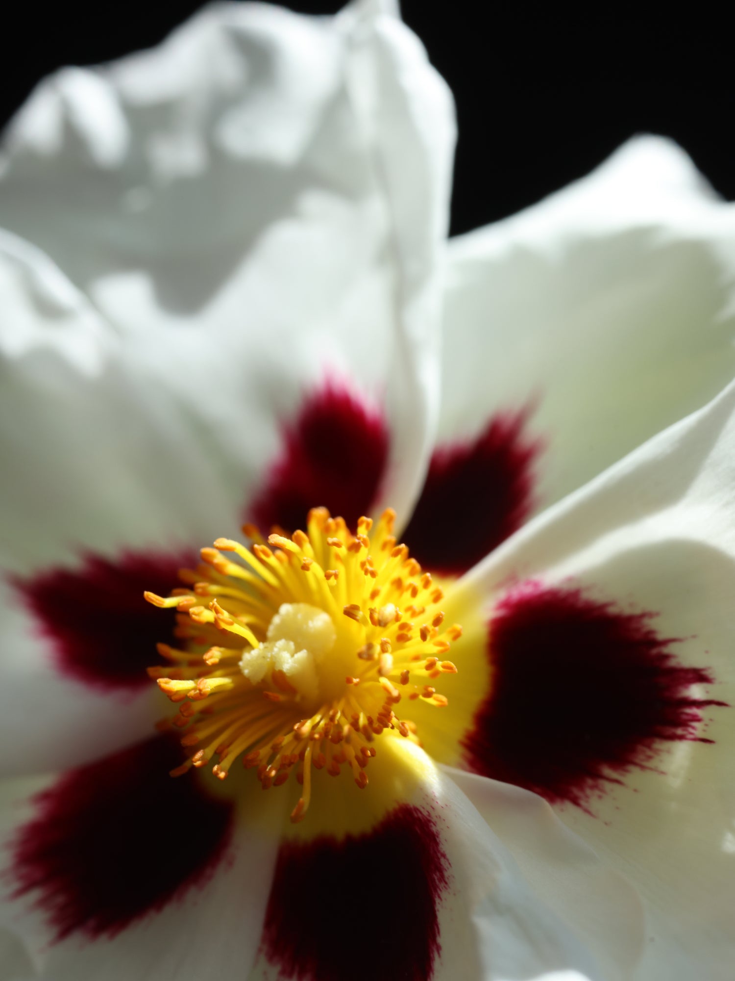 Rock Rose Active Serum