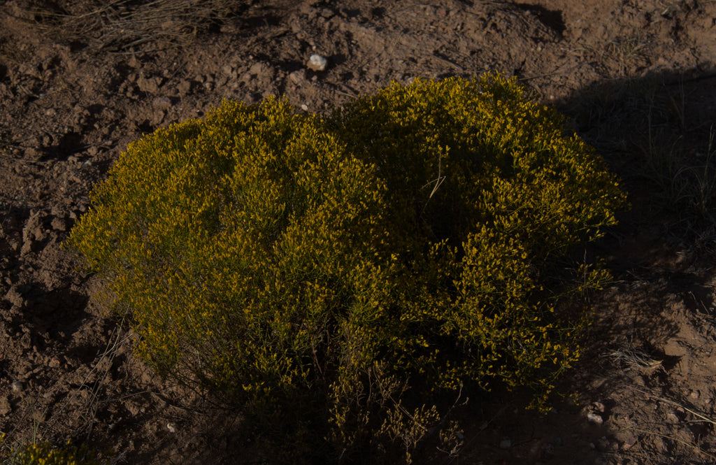 The Desert in Bloom Discovery Set 