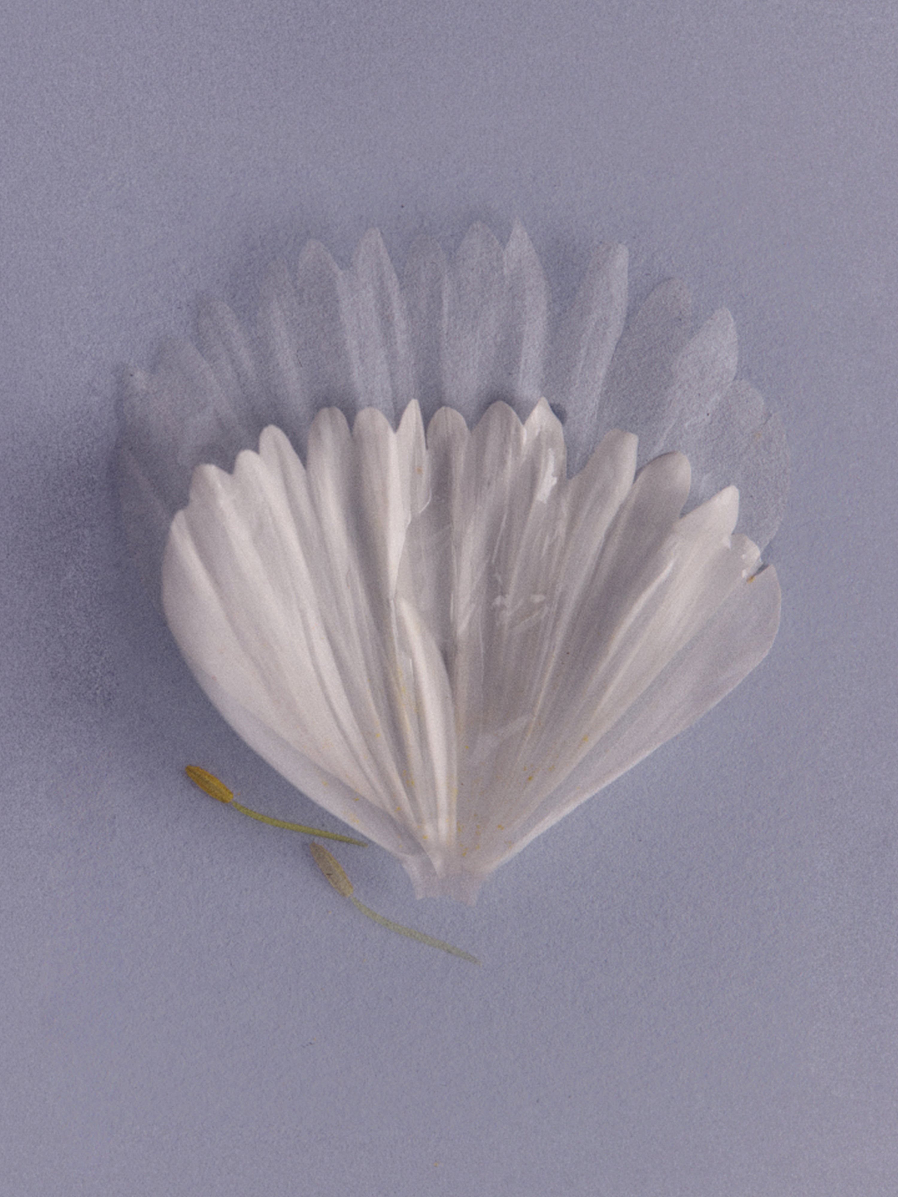 Vesper Bloom Eau de Parfum